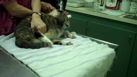 Cat going ballistic at the Vet!