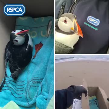 Tierno frailecillo perdido aparece a kilómetros de distancia de cualquier mar suplicando ayuda