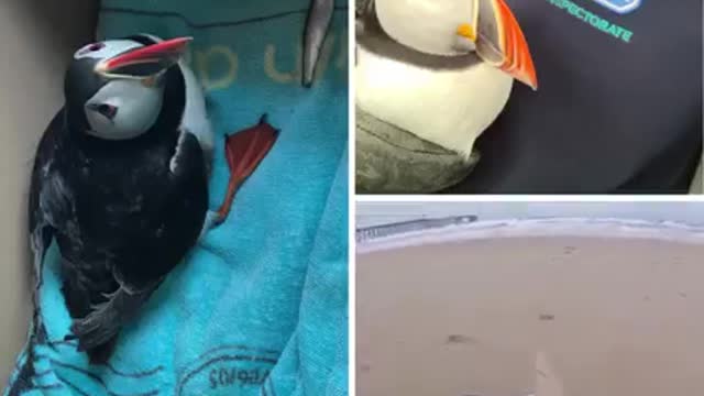 Tierno frailecillo perdido aparece a kilómetros de distancia de cualquier mar suplicando ayuda