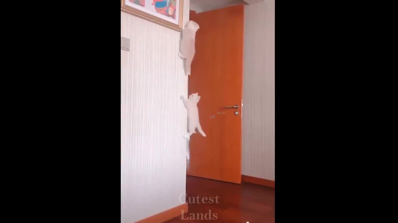 Cute and funny pets Compilation 3 6/7/21
