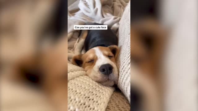 Funny Beagle Puppies Compilation Video 🐶🤪