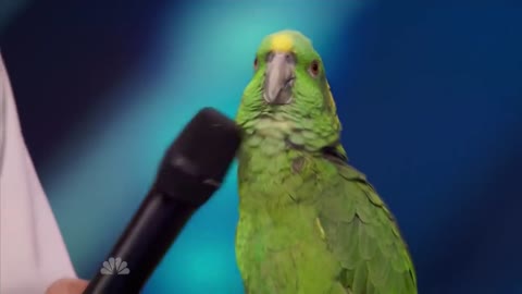 A Talking Parrot that is Intelligent SHOCKING!