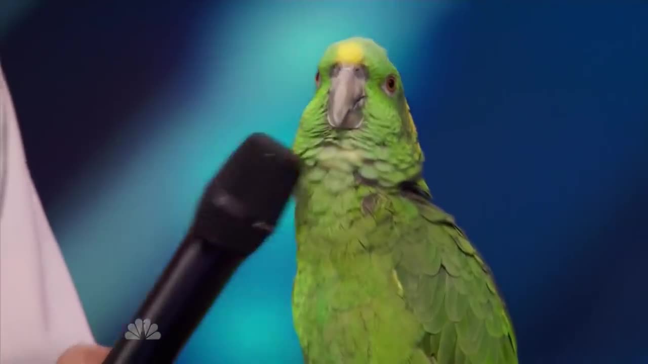 A Talking Parrot that is Intelligent SHOCKING!