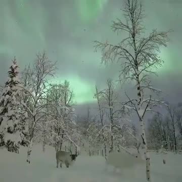 Reindeer under the Northern Lights..