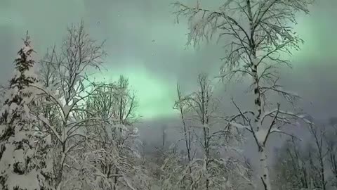 Reindeer under the Northern Lights..