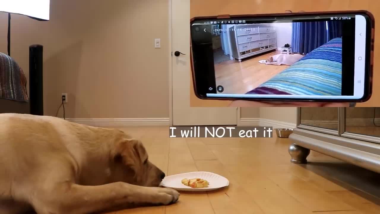 Leaving my dog alone with food