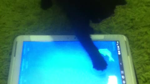 Black cat is fishing