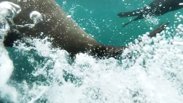 Stumbled upon a pack of seals while scuba diving