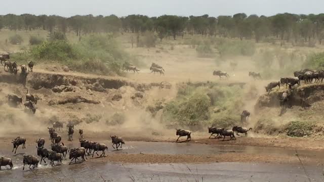 Wildebeest crossing the Mara river in Tanzania