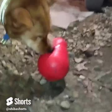 This Toy Will Make Your Dog Angry 🤬