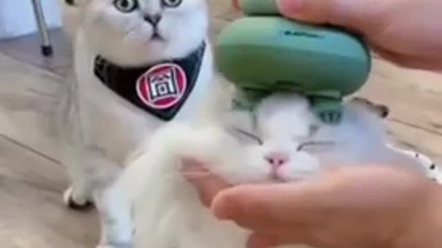 Baby beautiful cats video funny