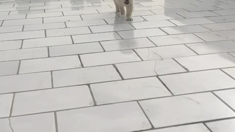 Dogs Playing Catch at the Beach