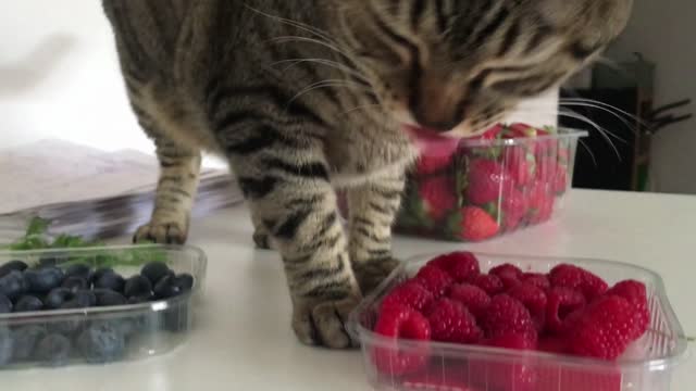 Do Cats Eat Fruit and Berries? Funny Cats Eating Fruit #2