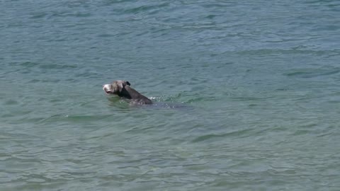 American Staffordshire terrier swimming in a lake