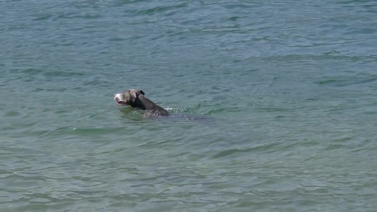 American Staffordshire terrier swimming in a lake