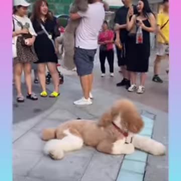 Cute and Funny Dog Videos Compilation_- short