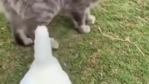 Funny cats