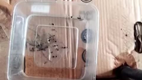Elaichi seeds sowing