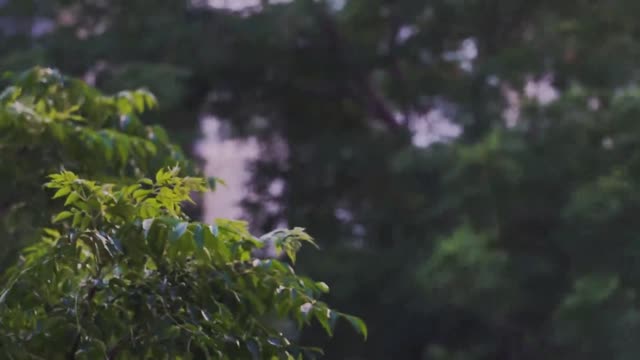 Leaves blowing in the wind