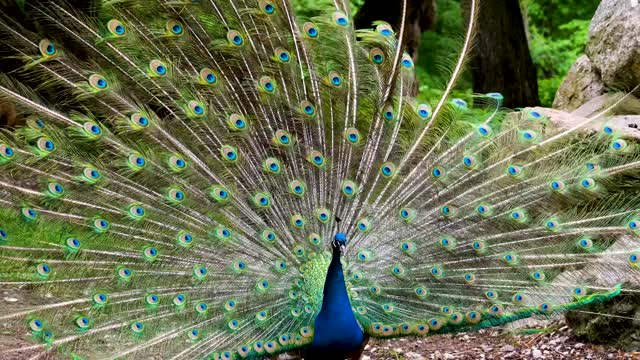 Peacock opening its feathers