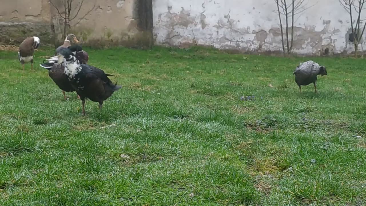 It's raining, ducks - penguins are happy ;-)