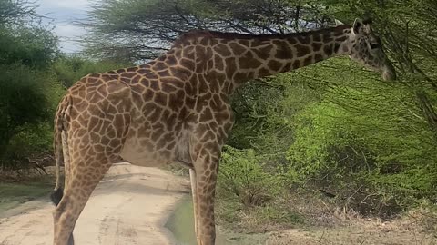 #Giraffe