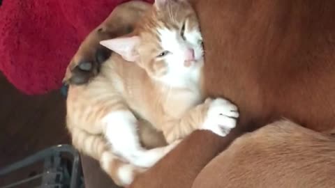 NEW FRIENDS! Video of my dog cuddling with my cat after we adopted him!