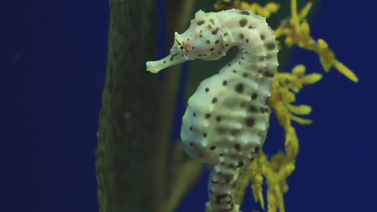 Seahorse