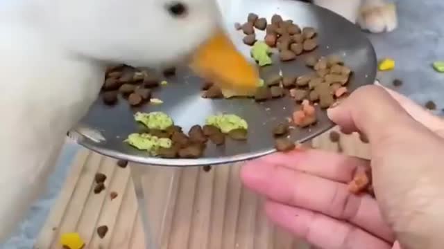 the duck eats the cat