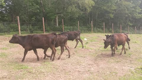 the cows and our barn chicken
