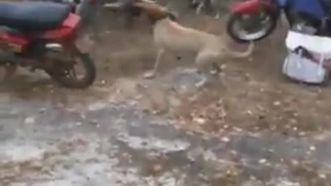 funny stupid dog