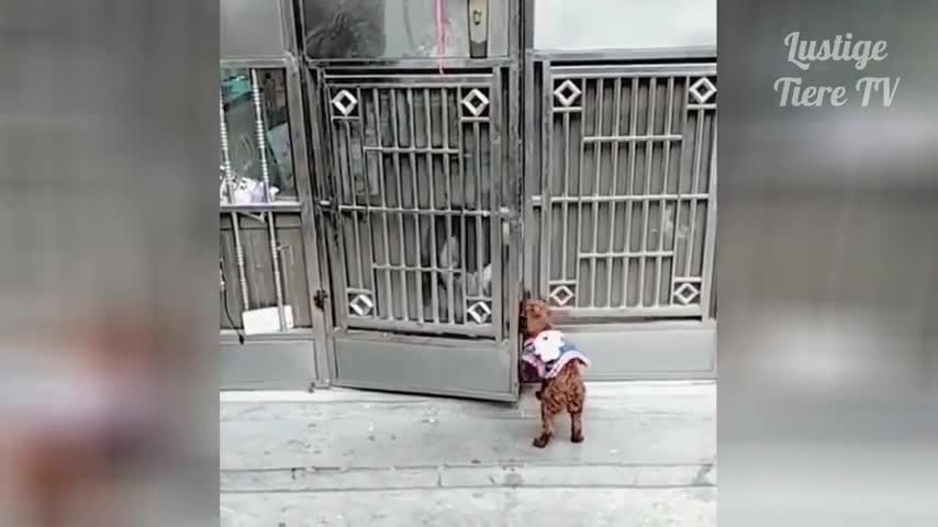 The Funniest Cats and Dogs !!