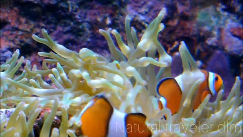 Under Water Sea Life 4K HD.
