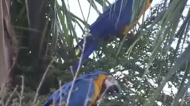 blue macaws