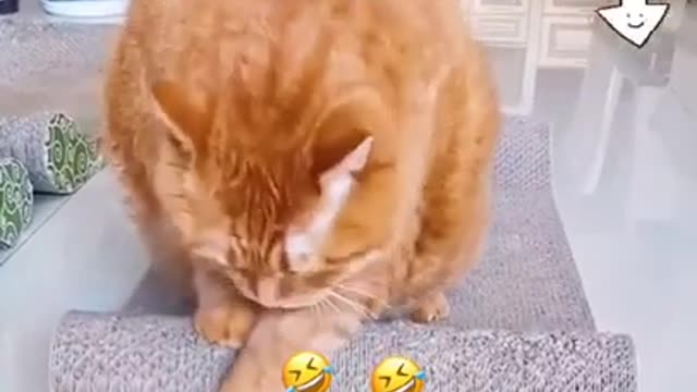 Funny Pets Video | Funny Cats | Funny Dogs - BEST ANIMALS VIDEO