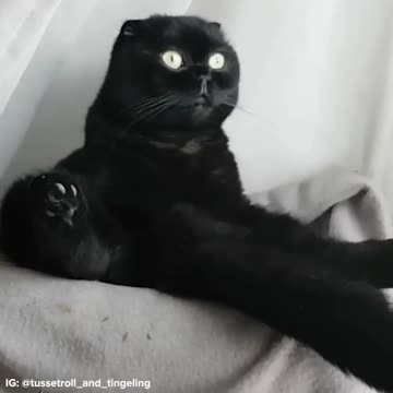 Existential Crisis Cat