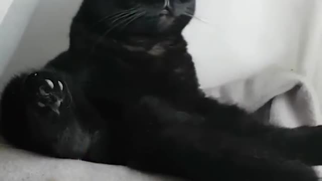 Existential Crisis Cat