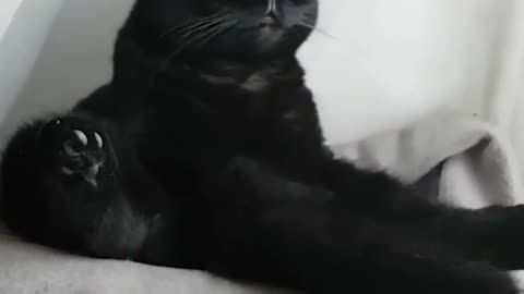 Existential Crisis Cat