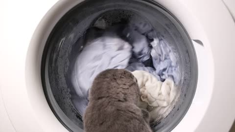 cat watches a washing machine as it runs its cycle