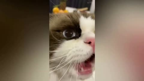 Baby Cats Cute and Funny Cat Videos Compilation (L)