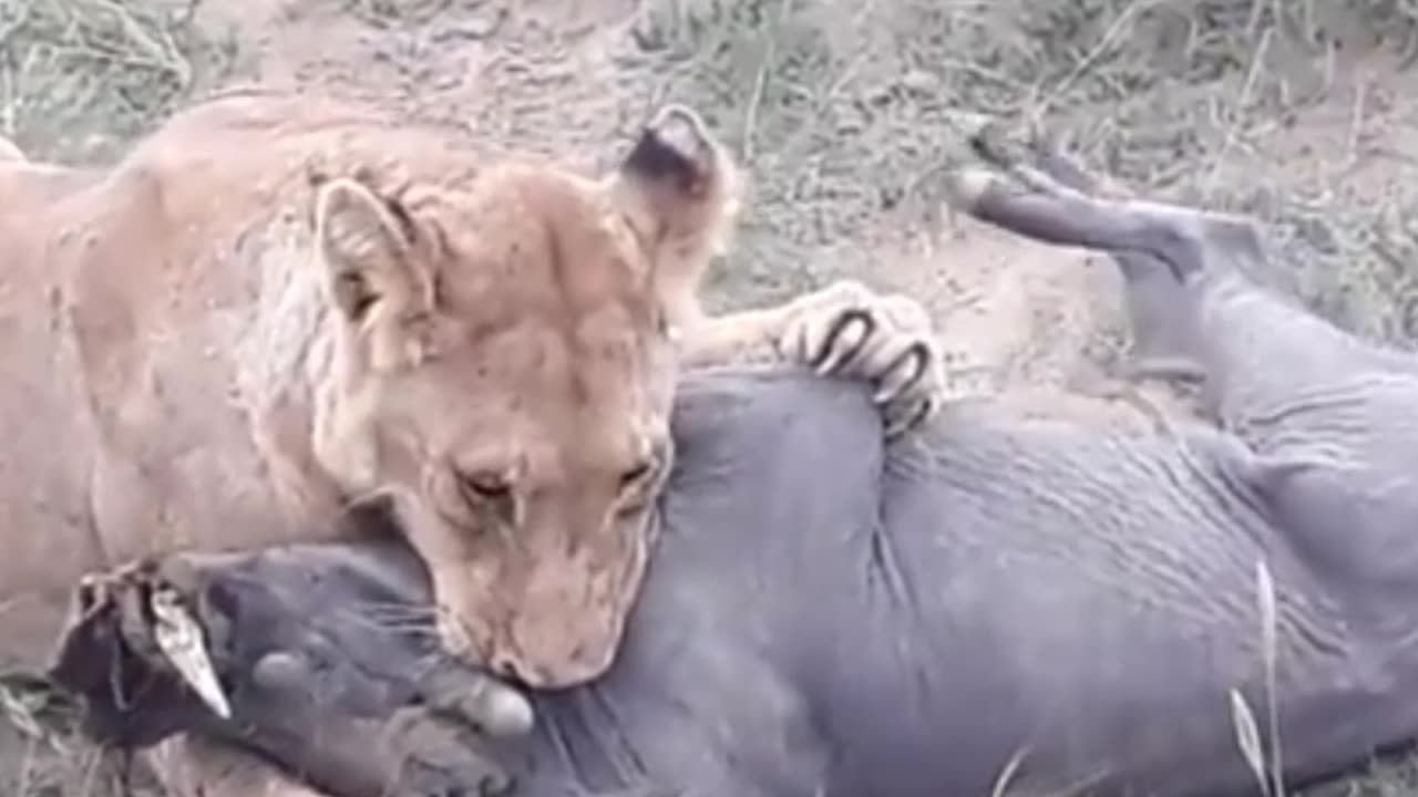 lionesses pulls a warthog out of burrow