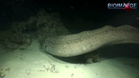 the largest giant moray