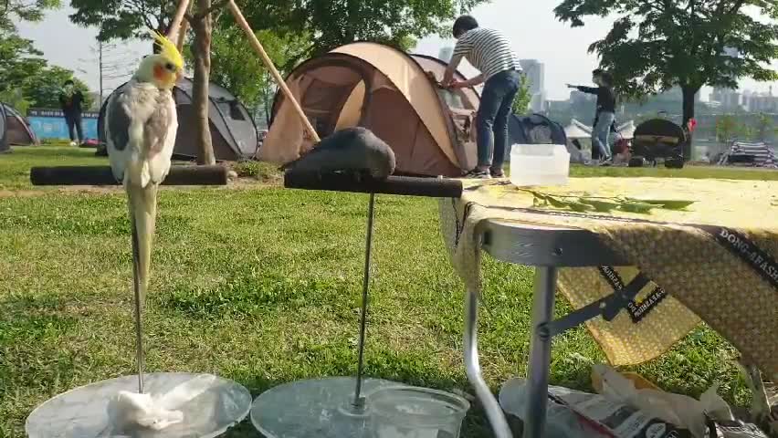 Parrot Family Picnic!