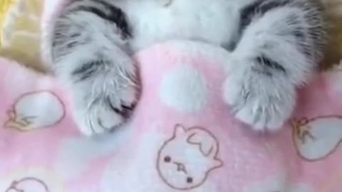 cute cate funny in th bed