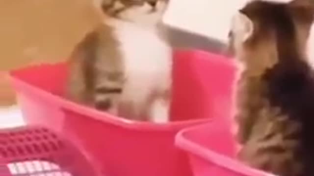 OMG So Cute Cats ♥ Best Funny Cat Videos 2021 _Shorts