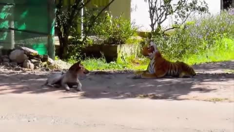 Fake Tiger Wild Dog Prank, Impossible Try Not To Laugh Challenge