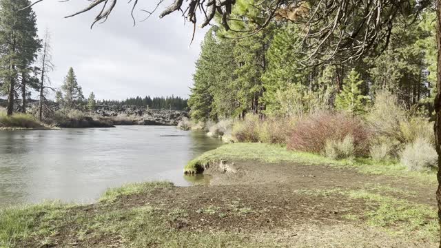 Exploring the Forest Shoreline on Deschutes River Trail – Central Oregon – 4K