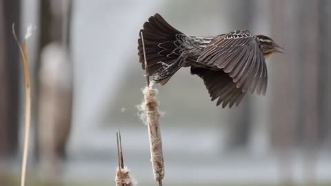 The sound of a bird