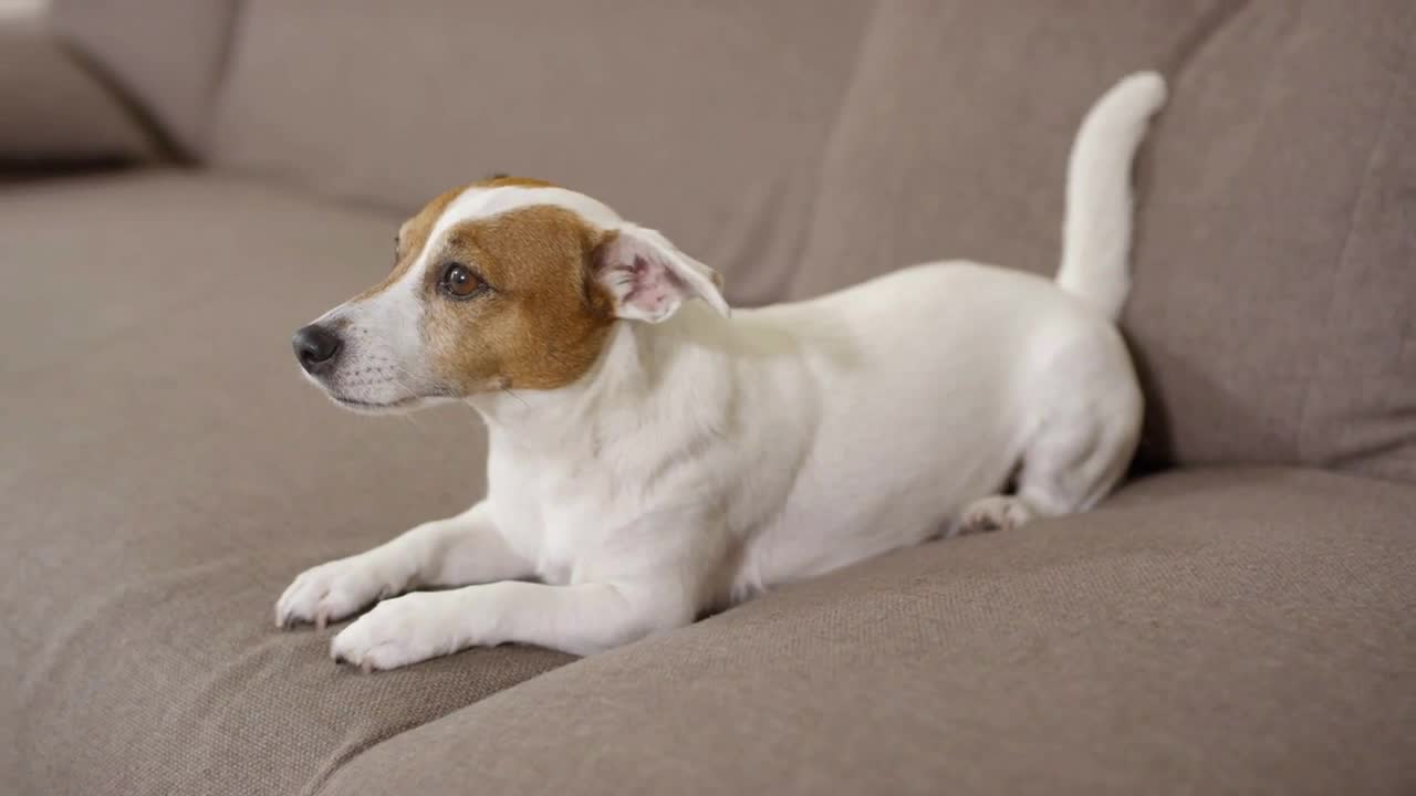 Tracking of adorable Jack Russell Terrier dog lying on couch and looking at someone off camera