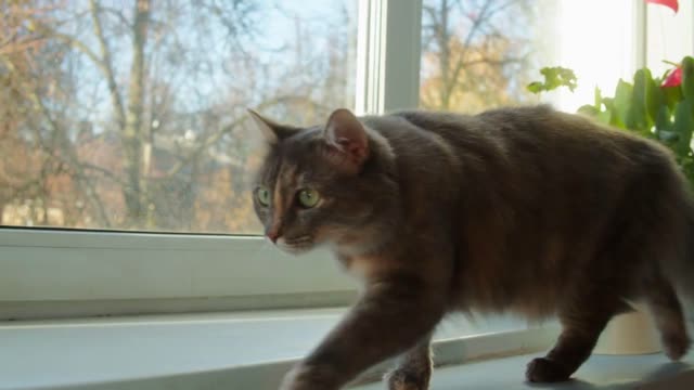 Cat walking on windowsill close-up. Kitten looking outside through window